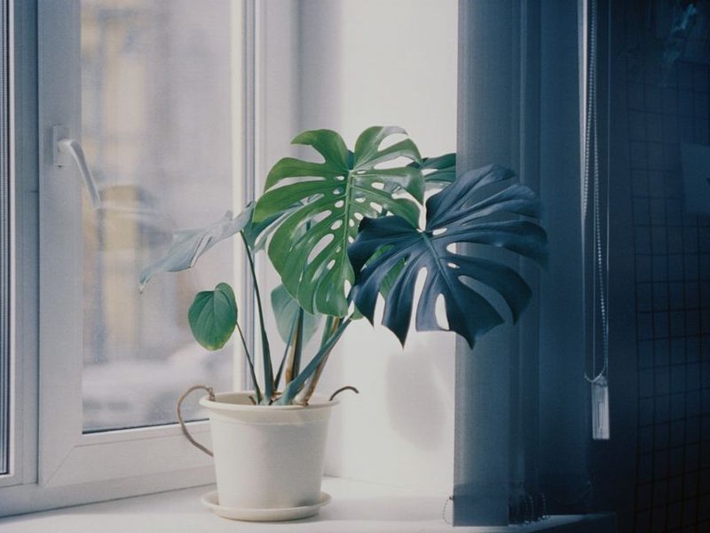 Plantas de interior cerca de una ventana luminosa
