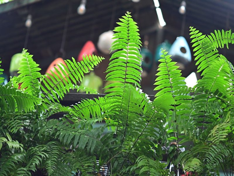 Helecho verde en una maceta colgante