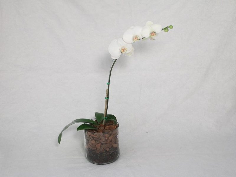 Orquídea blanca en una maceta